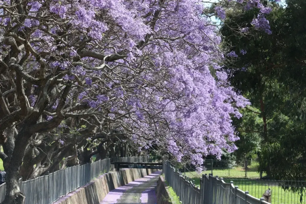 Jacarandas in flower in Kogarah, in Sydney’s St George area